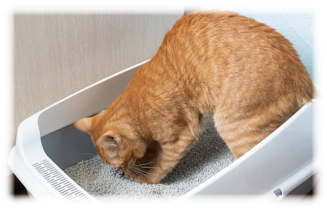 ベット・毛布の汚れ