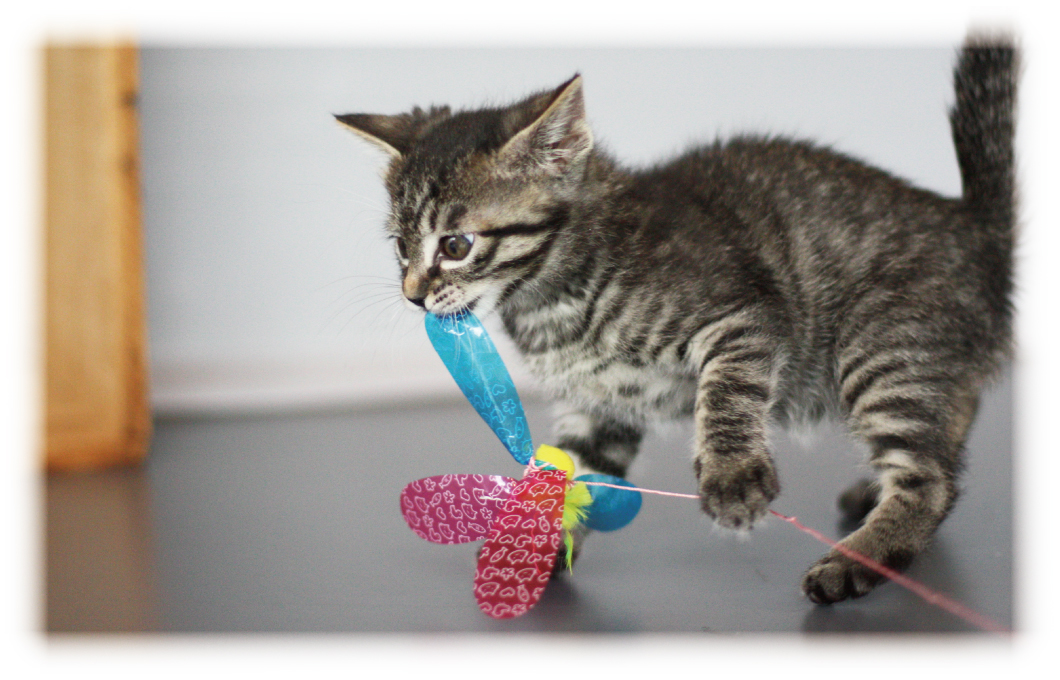 おもちゃの汚れ